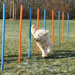 Trixie Agility Köpek Eğitim Direkleri