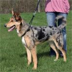 Trixie Easy Walk S 27-36 cm 20 mm Köpek Kolay Yürüme Eğitim Tasması
