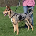 Trixie Köpek Yürüme Eğitim Tasması Small 27–36 Cm