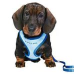 Trixie Yavru Köpek Göğüs Tasma Kayışı 23-34 Cm 2m/ 0mm