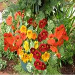 Tropaeolum Single Apricot Latin Çiçeği Tohumu (10 Adet)