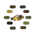 Tropheus ilangi Yellow 6 Çeşit 100 gr Özel Balık Yem Paketi