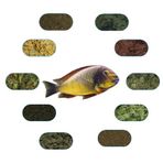 Tropheus ilangi Yellow 6 Çeşit 50 gr Özel Balık Yem Paketi