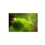 Tropica Karides Için Yemeklik Yosun 1 Pkt Karides Yemi