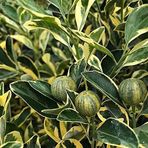Tropik Market 6 Yaş Aşılı Alacalı Calamondin Süs Mandalinası Fidanı, Saksıda