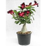 Tropik Market Adenium Çöl Gülü Çiçeği Fidanı