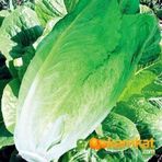 Tropik Market Marul Tohumu Yedikule Kışlık 10 gr Paket