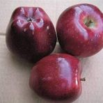 Tropik Market SCARLET SPUR ELMA (2.5 YAŞ TORBALI 80 CM ÜZERİ)