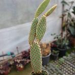 Tropik Market Tavşan Kaktüs/SARI Dikenli (Opuntia Microdasys Albata) (5.5 cm saksıda özel ürün)