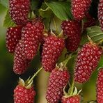 Tropik Market Tayberry İTHAL Kırmızı Böğürtlen Fidanı, Torbada
