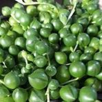 Tropik Market Tesbih-Boncuk Çiçeği Sukulent,Senekio (Klenia Rowleyanus) 8 lik Saksı