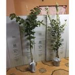 TROPİKAL 2'Lİ 2 YAŞ GUAVA +3 YAŞ FEİJOA(KAYMAK AĞACI) 100-130 CM