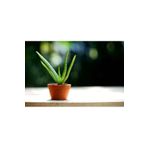 TROPİKAL Aloe Vera Bitkisi 1 Saksı