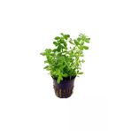 Tropikal Bacopa Australis 1 Saksı