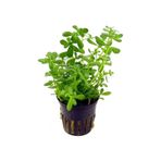 Tropikal Bacopa Monnieri 1 Saksı