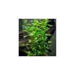 Tropikal Bacopa Monnieri 10 Adet