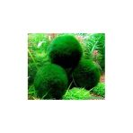 Tropikal Marimo Şans Yosun Topu (Moss Ball) 1 Ad Çap 2 Cm