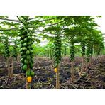 Tropikal Papaya Ağacı Tohumu 3 Tohum + Süpriz Hediye Tohum