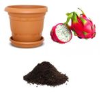 Tropikal Pitaya Tohumu Ekim Seti