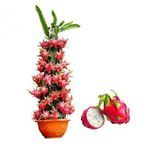 Tropikal Saksılık Pitaya Tohumu 10 Tohum Ejder Meyvesi Tohumu Pithaya