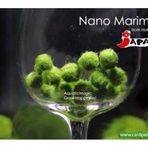 Tropikal Yosun Topu Misket( Moss Ball) 1 Ad ( 2 Cm)