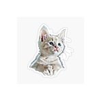 TSC Bebek Kedi Araba Oto Sticker Etiket Renkli Beyaz E2, Kedixx83