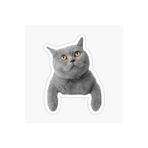 TSC British Shorthair Kedi Araba Oto Sticker 17cm Beyaz, etiket13zz-133