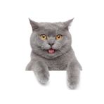 TSC British Shorthair Kedi Araba Oto Sticker Etiket Renkli Beyaz, Kedixx3