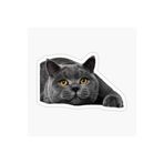 TSC British Shorthair Kedi Araba Oto Sticker Yapıştırma Etiket 17cm Beyaz, etiket13zz-131
