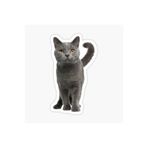 TSC British Shorthair Kedi Araba Oto Sticker Yapıştırma Etiket 17cm Beyaz, etiket13zz-134
