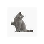 TSC British Shorthair Kedi Araba Oto Sticker Yapıştırma Etiket 17cm Beyaz, etiket13zz-135