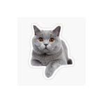 TSC British Shorthair Kedi Araba Oto Sticker Yapıştırma Etiket 17cm Beyaz, etiket13zz-136
