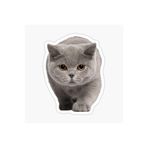 TSC British Shorthair Kedi Araba Oto Sticker Yapıştırma Etiket 17cm Beyaz, etiket13zz-137