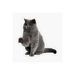 TSC British Shorthair Kedi Araba Oto Sticker Yapıştırma Etiket 17cm Beyaz, etiket13zz-139