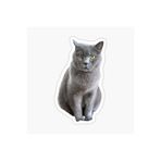 TSC British Shorthair Kedi Araba Oto Sticker Yapıştırma Etiket 17cm Beyaz, etiket13zz-141