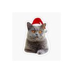 TSC British Shorthair Kedi Araba Oto Sticker Yapıştırma Etiket 17cm Beyaz, etiket13zz-142