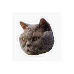 TSC British Shorthair Kedi Araba Oto Sticker Yapıştırma Etiket 17cm Beyaz, etiket13zz-143