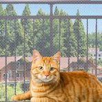 TTEDOYE Kedi balkon raylı ağ kedi düşmeye karşı örgü evcil hayvan balkon örgü çit ağı çocuk güvenliği ekran koruma beşik örgü evcil hayvanlar için