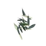 TTT Taze dalından zeytin yaprağı 120 gr (detoks çayı vb.) kendi bahçemizden