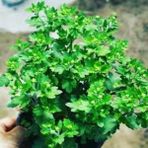 Tuğla Kırmızı Kasımpatı Çiçeği Fidanı 10-20 Cm
