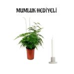 Tül Kuşkonmaz Bitkisi Anneler Gününe Özel Hediyelik Mumluk Hediyeli