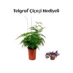 Tül Kuşkonmaz Çiçeği Anneler Gününe Özel Telgraf Hediyeli