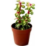 Tunç Botanik 10 Adet Portulacaria Afra Variegata Sukulent Teraryum Bitkisi