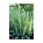 Tunç Botanik 135 Adet Sedum Reflexum Sukulent Teraryum Bitkisi