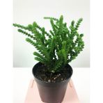 Tunç Botanik 20 Adet Crassula Muscosa Sukulent Teraryum Bitkisi