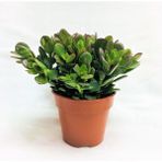Tunç Botanik 20 Adet Crassula Ovata Para ve Şans Bitkisi Sukulent Teraryum Bitkisi