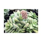 Tunç Botanik 20 Adet Crassula Springtime Sukulent Teraryum Bitkisi