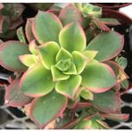 Tunç Botanik 5 Adet Aeonium Kiwi Sukulent Teraryum Bitkisi