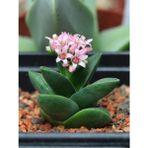 Tunç Botanik 5 Adet Crassula Springtime Sukulent Teraryum Bitkisi