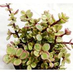 Tunç Botanik 5 Adet Portulacaria Afra Variegata Sukulent Teraryum Bitkisi